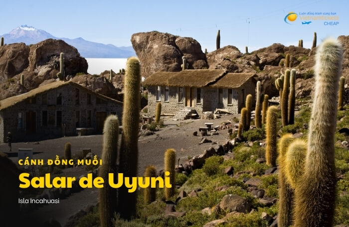 cánh đồng muối Salar de Uyuni Isla Incahuasi