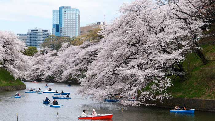 Lễ hội hoa anh đào (Hanami) sẽ được tổ chức sớm nhất vào tháng 1