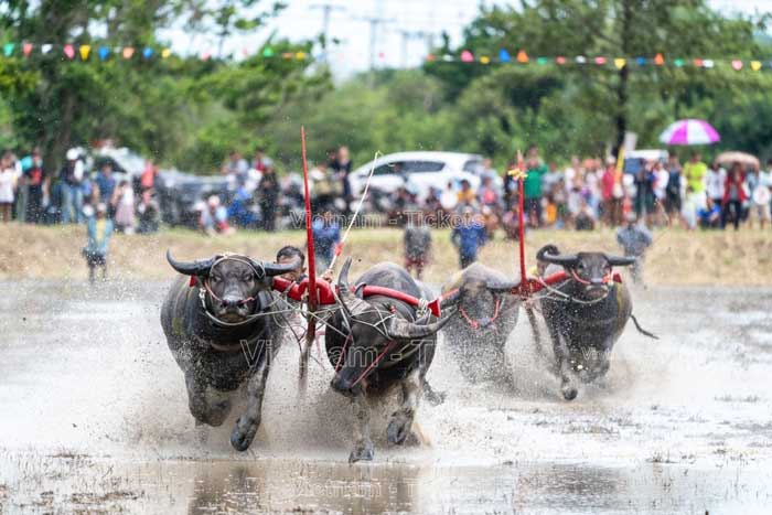 Lễ hội được tổ chức tại Chonburi, trên đường đua dài 100 mét nằm ở phía trước Tòa thị chính Chonburi