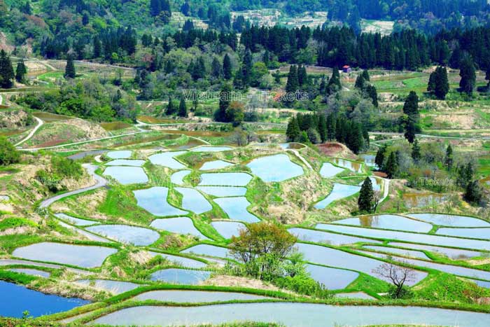 Mùa du lịch cao điểm ở Niigata thường vào khoảng tháng 1 đến tháng 4