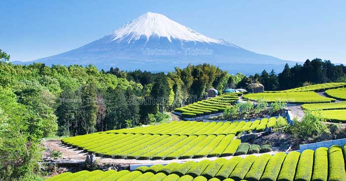 Thời điểm tốt nhất để sở hữu vé máy bay giá rẻ đi Shizuoka là đặt vé trước từ 2 - 3 tháng