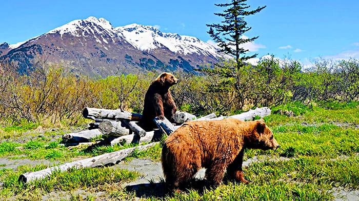 Alaska Wildlife Conservation Center | Địa điểm du lịch Anchorage