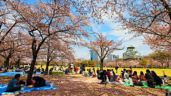 Công viên lâu đài Osaka là điểm dã ngoại tuyệt vời 