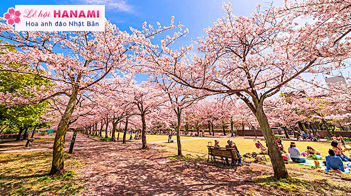 Lễ hội Hoa anh đào Hanami | Lễ hội ở Nhật Bản