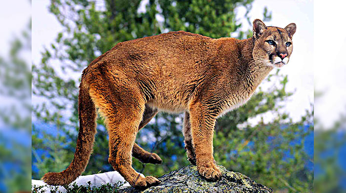 Vườn quốc gia Yellowstone có loài báo sư tử (Puma Concolor)