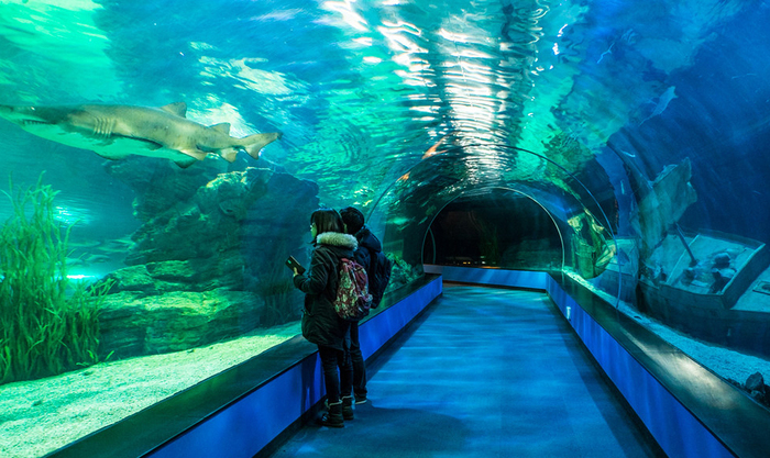 Thủy Cung Aquarium | Vé Máy Bay Hà Nội Busan Giá Rẻ tại Đại lý Vietnam Tickets Hotline 19003173