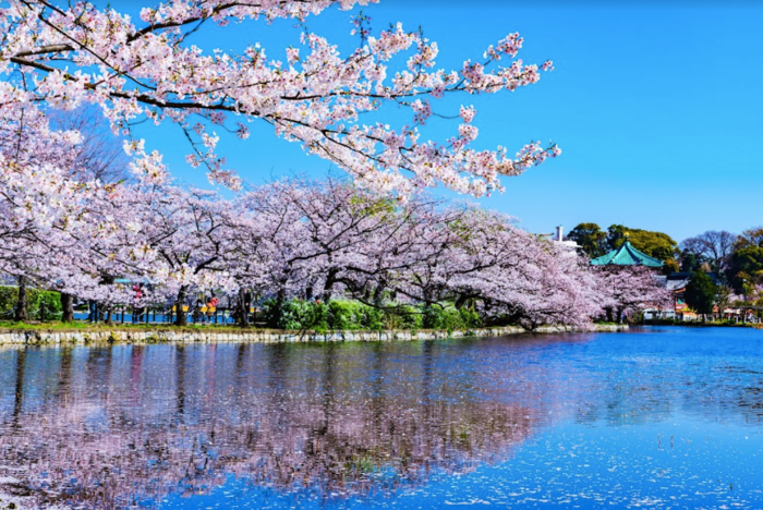 Mùa xuân ở Tokyo | Vé Máy Bay Hà Nội Nhật Bản Giá Rẻ tại Đại lý Vietnam Tickets Hotline 19003173
