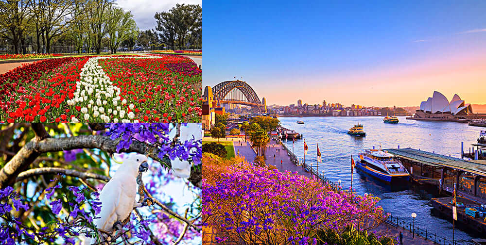Mùa Xuân trên đất Úc tươi đẹp | Vé máy bay đi Úc Giá Rẻ