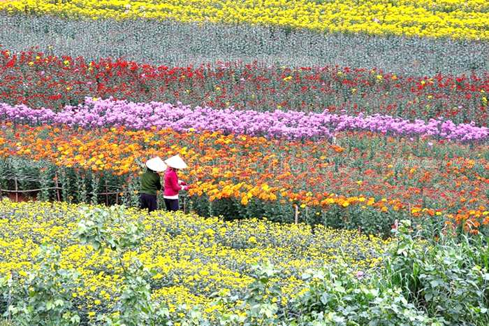 Thưởng ngoạn ngắm hoa tại làng hoa Mê Linh | Chỗ ăn chơi ở Hà Nội