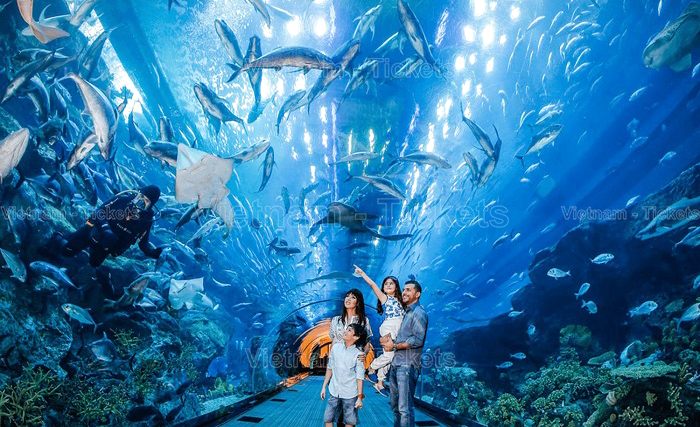 Dạo chơi thủy cung Vinpearl Aquarium Times City | Chỗ ăn chơi ở Hà Nội
