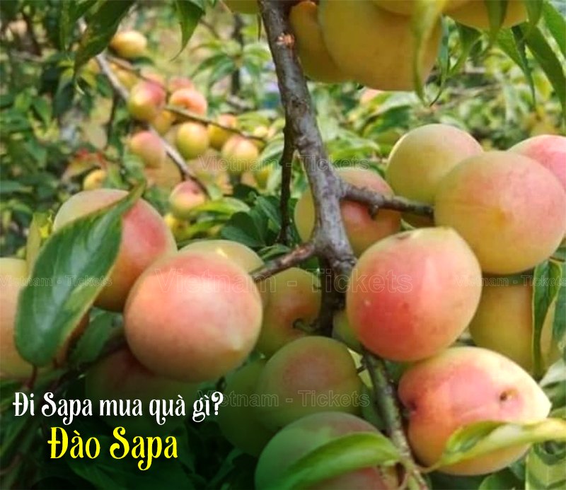 Đi Sapa mua quà gì? Đào Sapa