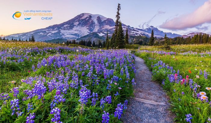 Chinh phục thiên nhiên Seattle tại Mount Rainier