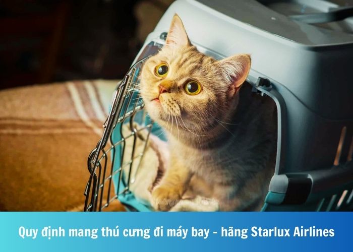 Các loài thú cưng cấm mang lên máy bay Starlux Airlines