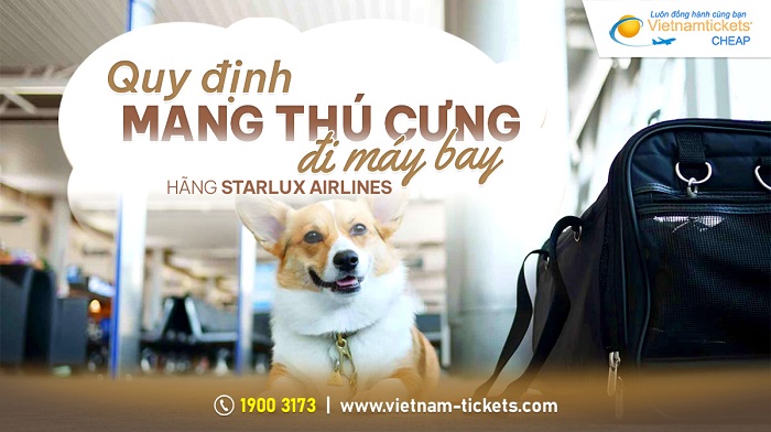 Quy định mang thú cưng đi máy bay | hãng Starlux Airlines