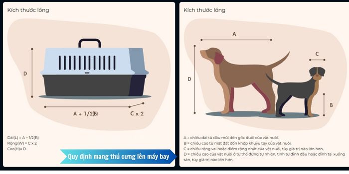 Quy định thú cưng đi máy bay Starlux Airlines