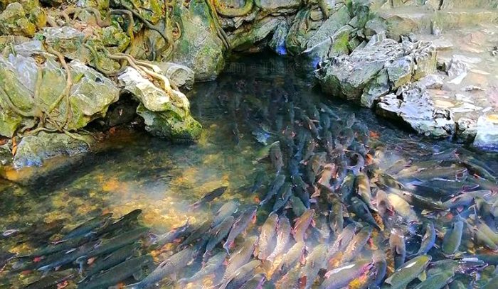 Suối cá thần Cẩm Lương - điểm du lịch kì bí huyền thoại nhất xứ Thanh | Kinh nghiệm du lịch Thanh Hóa