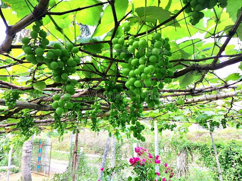 Tham quan thưởng thức những quả nho Ninh Thuận căng mọng tại vườn nho Pháp Thúy Phải | Ở Nha Trang có gì chơi