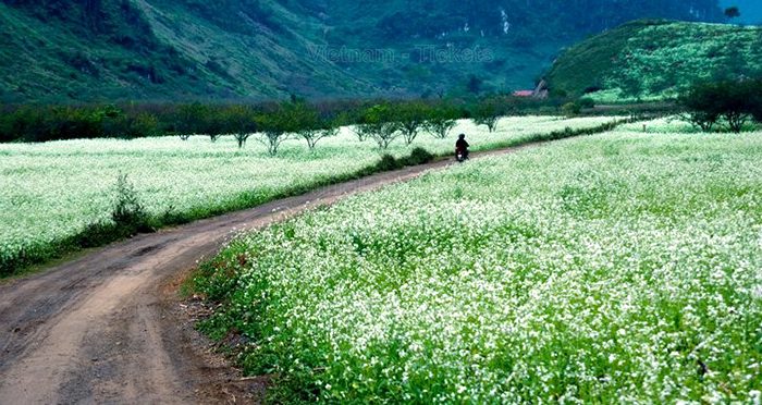 Ngắm nhìn khung cảnh tuyệt đẹp tại vườn hoa cải trắng Mộc Châu | Tháng 1 nên đi du lịch ở đâu?