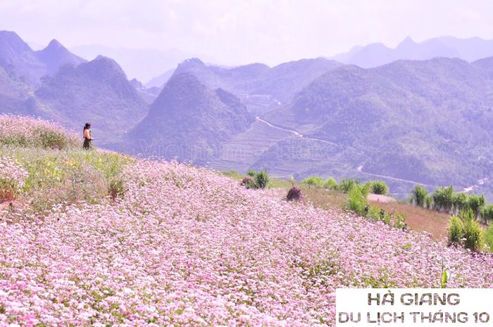 Chiêm ngưỡng vẻ đẹp hoa tam giác mạch tại Hà Giang | Tháng 10 nên đi du lịch ở đâu?