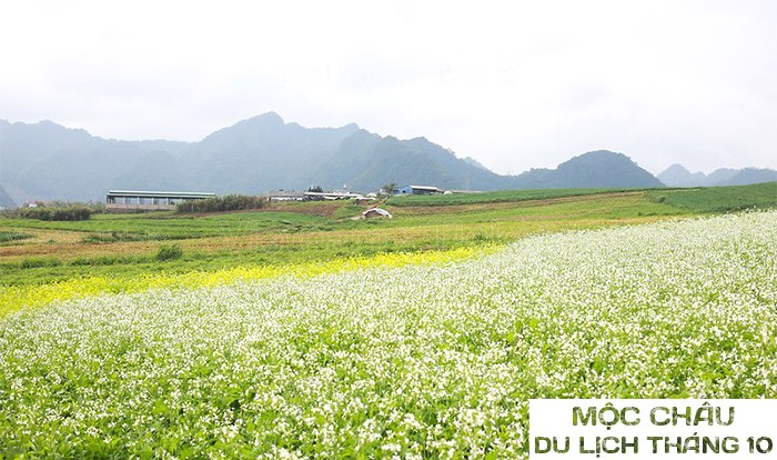 Ngắm nhìn vẻ đẹp của khu vườn hoa cải trắng tại Mộc Châu | Tháng 10 nên đi du lịch ở đâu?