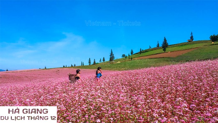 Ngắm nhìn cánh đồng hoa tam giác mạch tuyệt đẹp tại Hà Giang | Tháng 12 nên đi du lịch ở đâu?