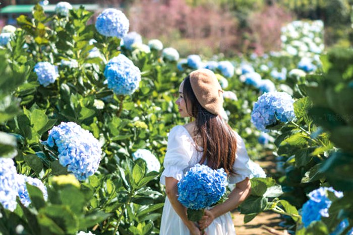 Vườn hoa Cẩm Tú Cầu - điểm check in lý tưởng tại Đà Lạt | Tháng 2 nên đi du lịch ở đâu?