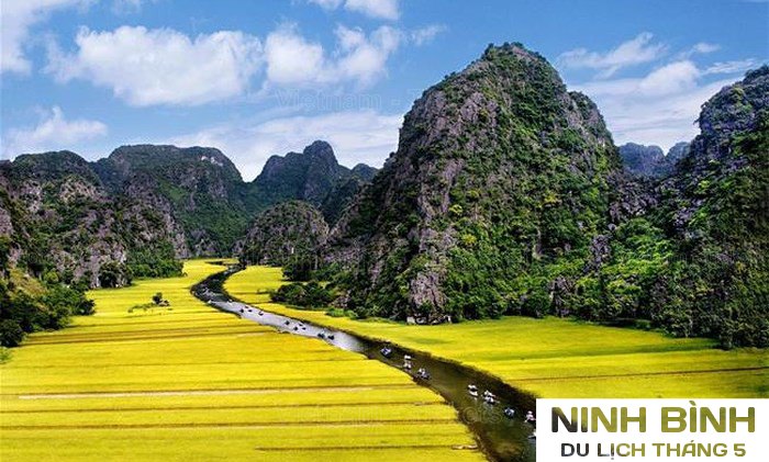 Chiêm ngưỡng vẻ đẹp của thửa ruộng chín vàng óng ánh tại Ninh Bình | Tháng 5 nên đi du lịch ở đâu?
