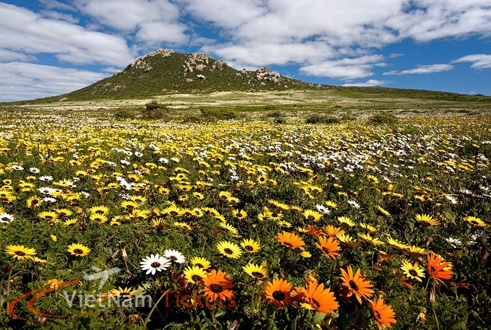 Cape Floral Region South Africa
