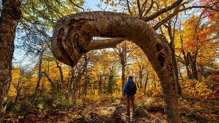 Cape Breton Highlands National Park