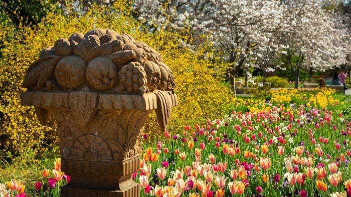 Ngắm nhìn vẻ đẹp của vườn hoa Dallas Arboretum