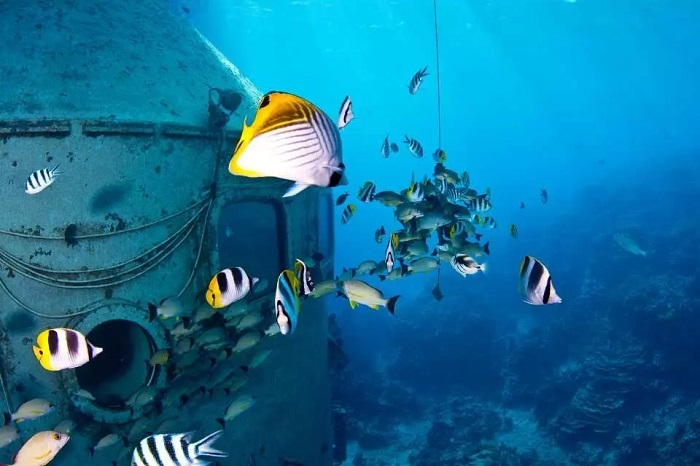 Công viên biển Fisheye - Khu bảo tồn biển tại Guam