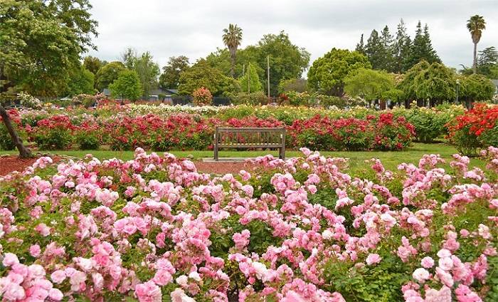 Ngắm nhìn vẻ đẹp của vườn hoa hồng San Jose Municipal