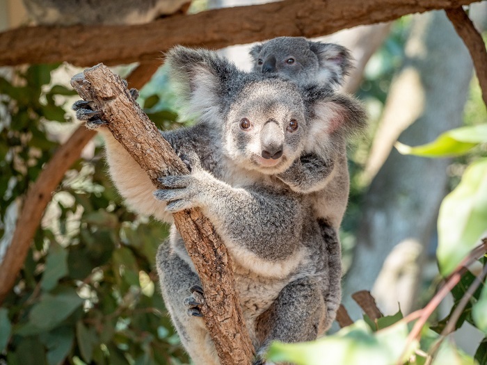Khu bảo tồn Koala Lone Pine là điểm đến du lịch Brisbane hàng đầu