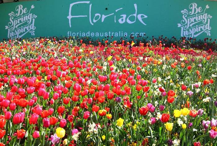 Lễ hội Floriade - Lễ hội hoa đầy màu sắc