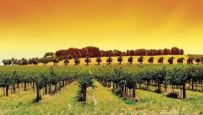 Vẻ đẹp ấn tượng của thung lũng rượu vang Barossa