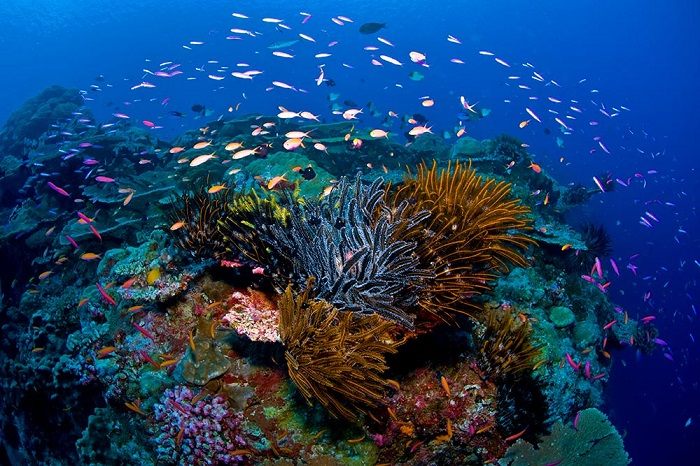 Christmas Island National Park sở hữu hệ sinh thái biển vô cùng phong phú