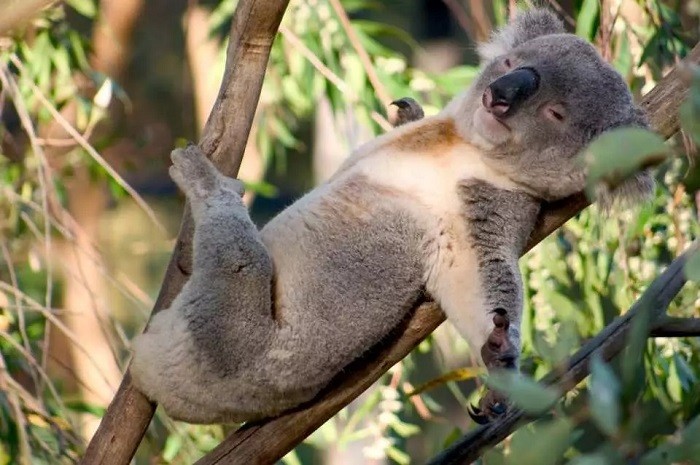 Thăm quan khu bảo tồn Gấu Koala Port Stephens