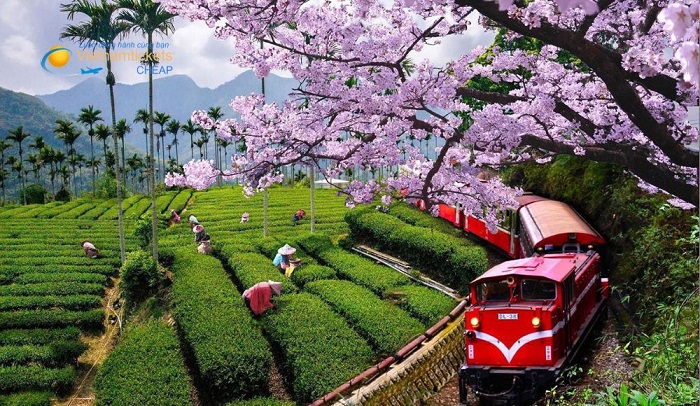 Mùa xuân là một thời điểm lý tưởng để bạn khám phá Đài Loan